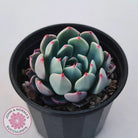 Echeveria 'Shichifuku Bini'