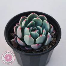 Load image into Gallery viewer, Echeveria &#39;Shichifuku Bini&#39;
