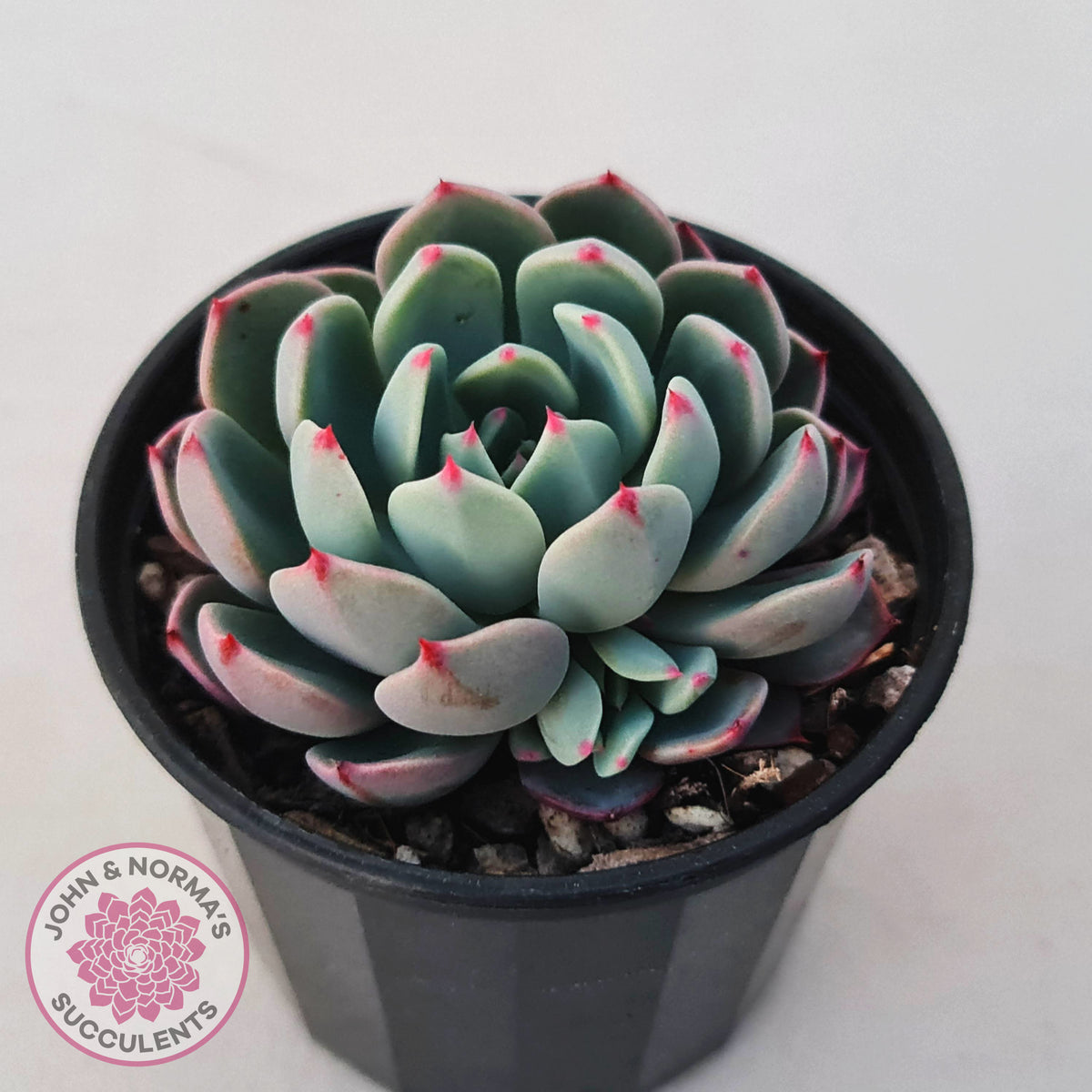 Echeveria 'Shichifuku Bini'