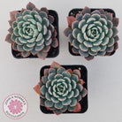 Echeveria 'Shichifuku Bini'