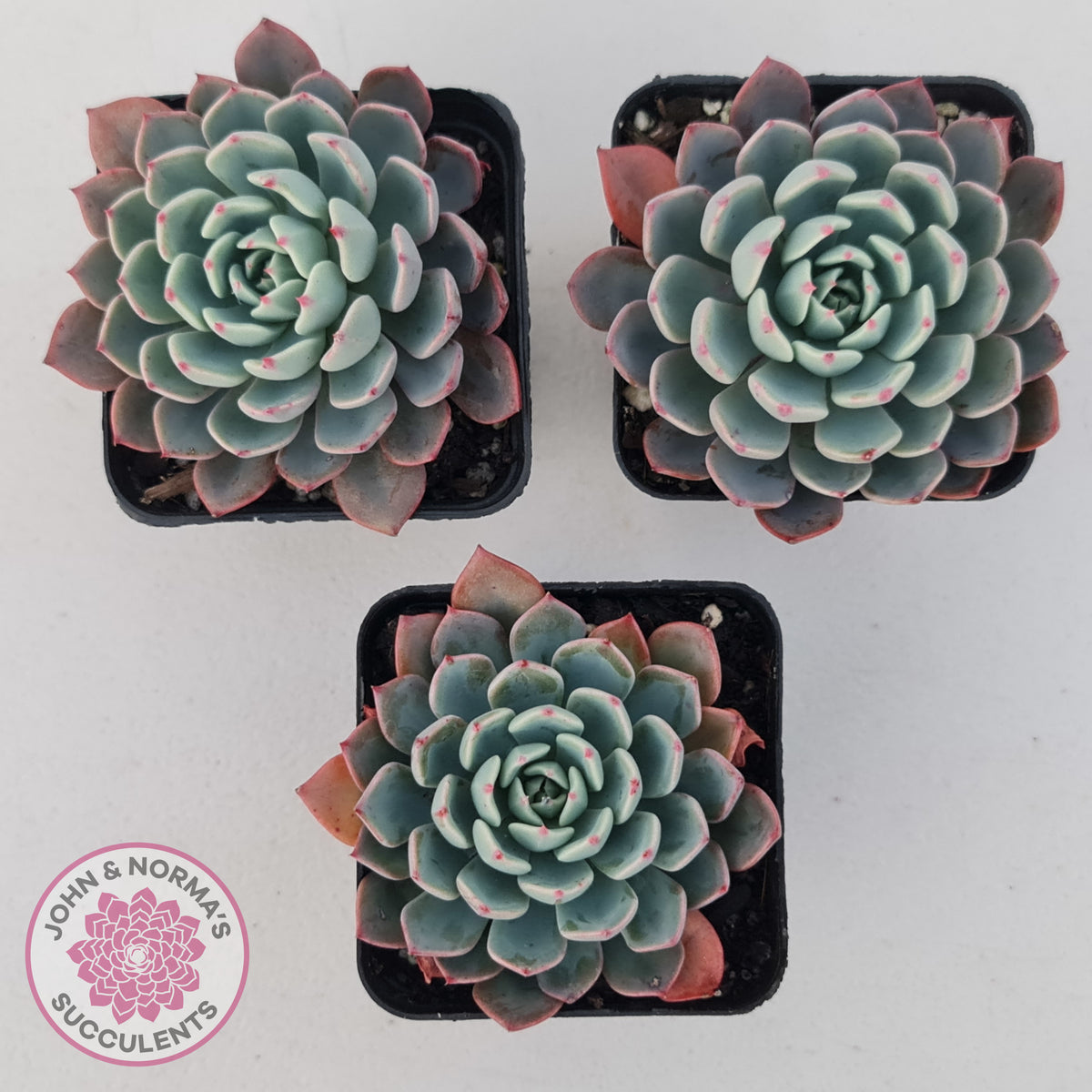Echeveria 'Shichifuku Bini'