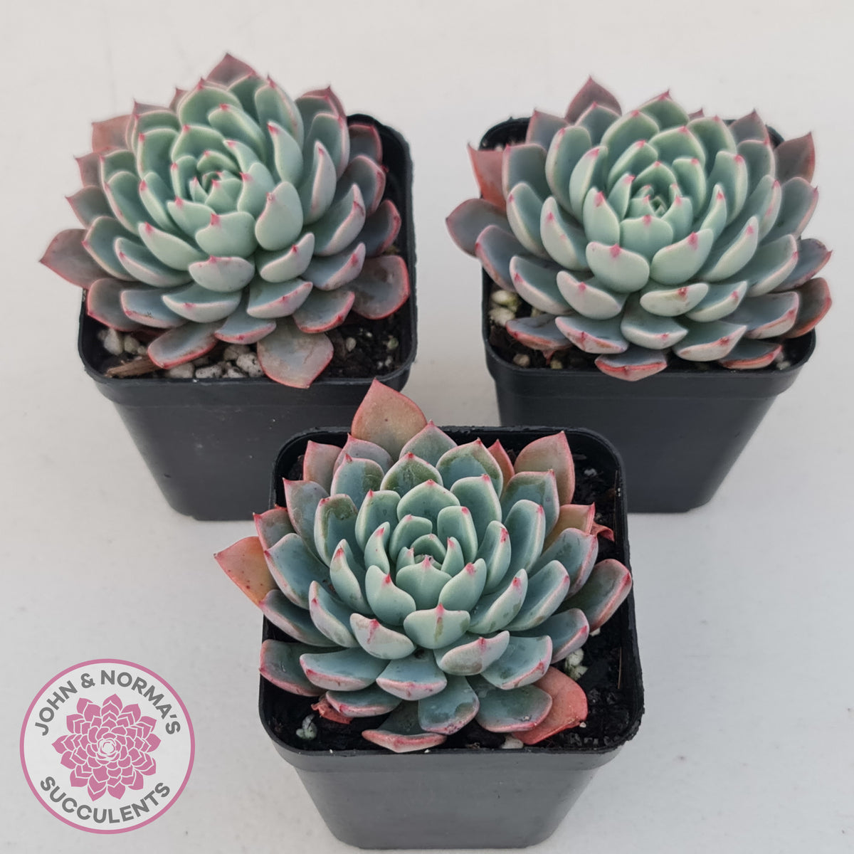 Echeveria 'Shichifuku Bini'