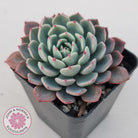 Echeveria 'Shichifuku Bini'
