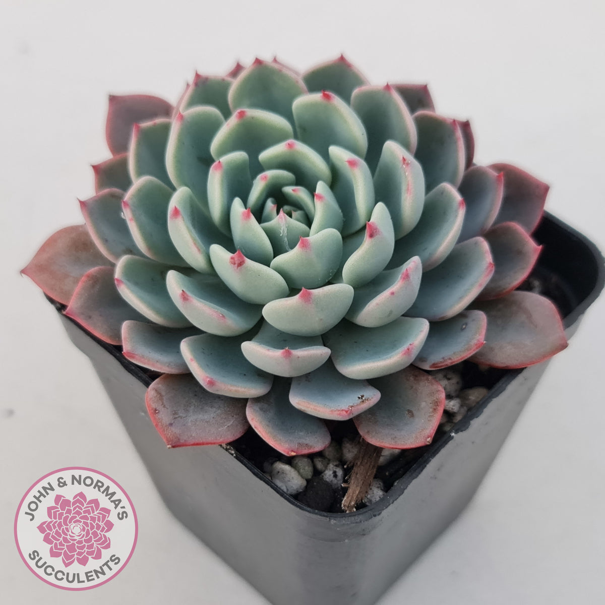 Echeveria 'Shichifuku Bini'