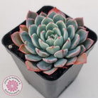Echeveria 'Shichifuku Bini'