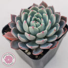 Echeveria 'Shichifuku Bini'