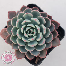 Load image into Gallery viewer, Echeveria &#39;Shichifuku Bini&#39;
