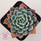 Echeveria 'Shichifuku Bini'