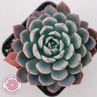 Echeveria 'Shichifuku Bini'