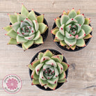 Echeveria agavoides 'Sirius'