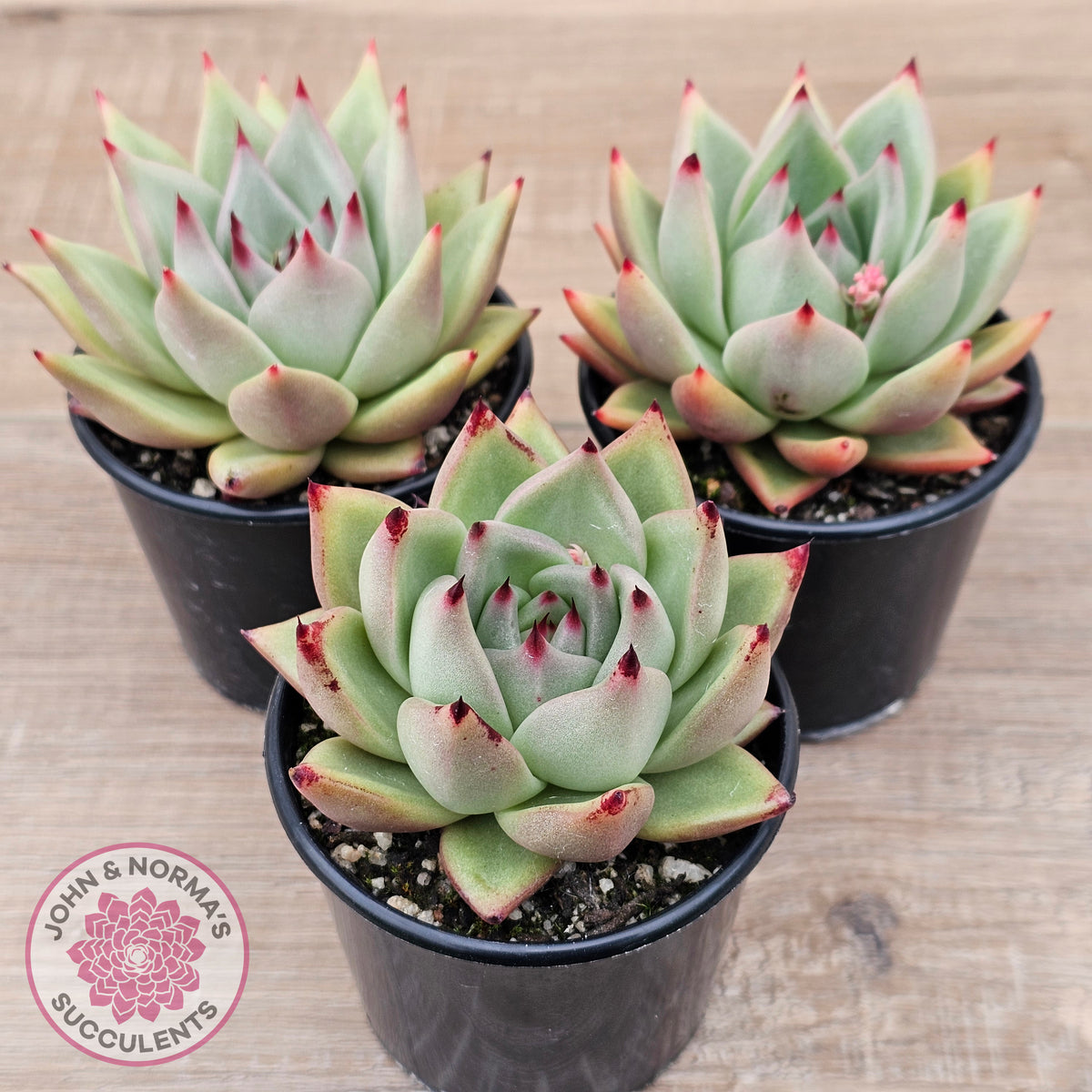 Echeveria agavoides 'Sirius'