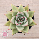 Echeveria agavoides 'Sirius'