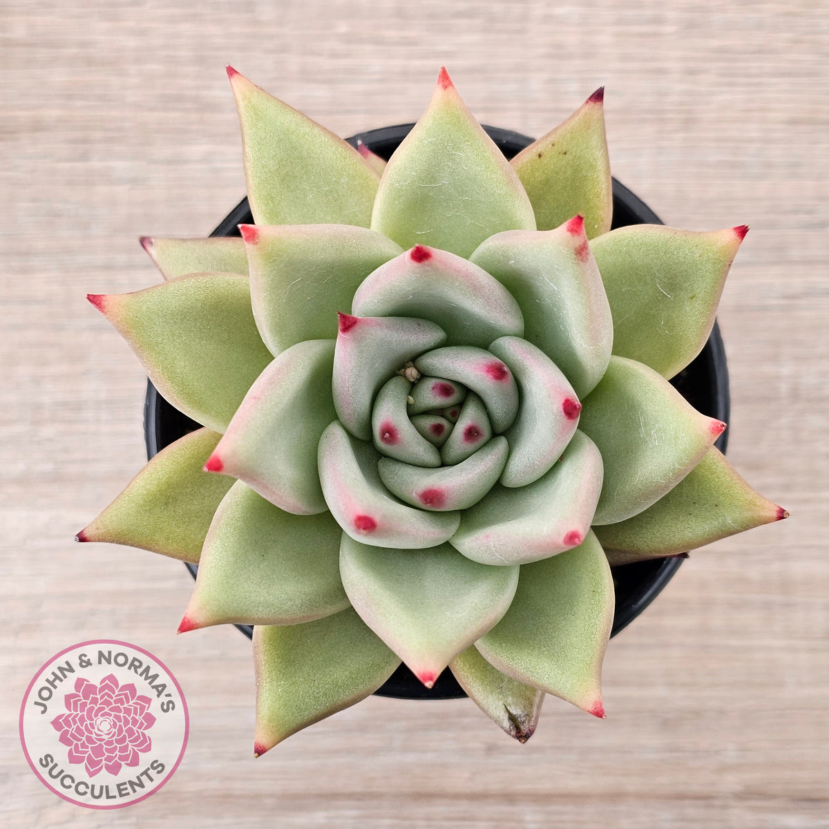 Echeveria agavoides 'Sirius'