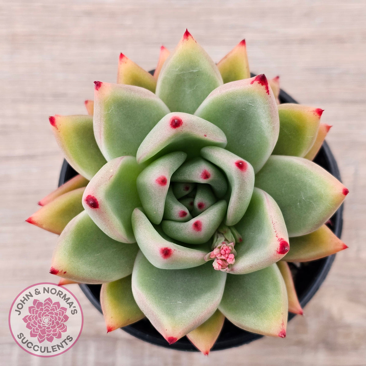 Echeveria agavoides 'Sirius'