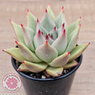 Echeveria agavoides 'Sirius'