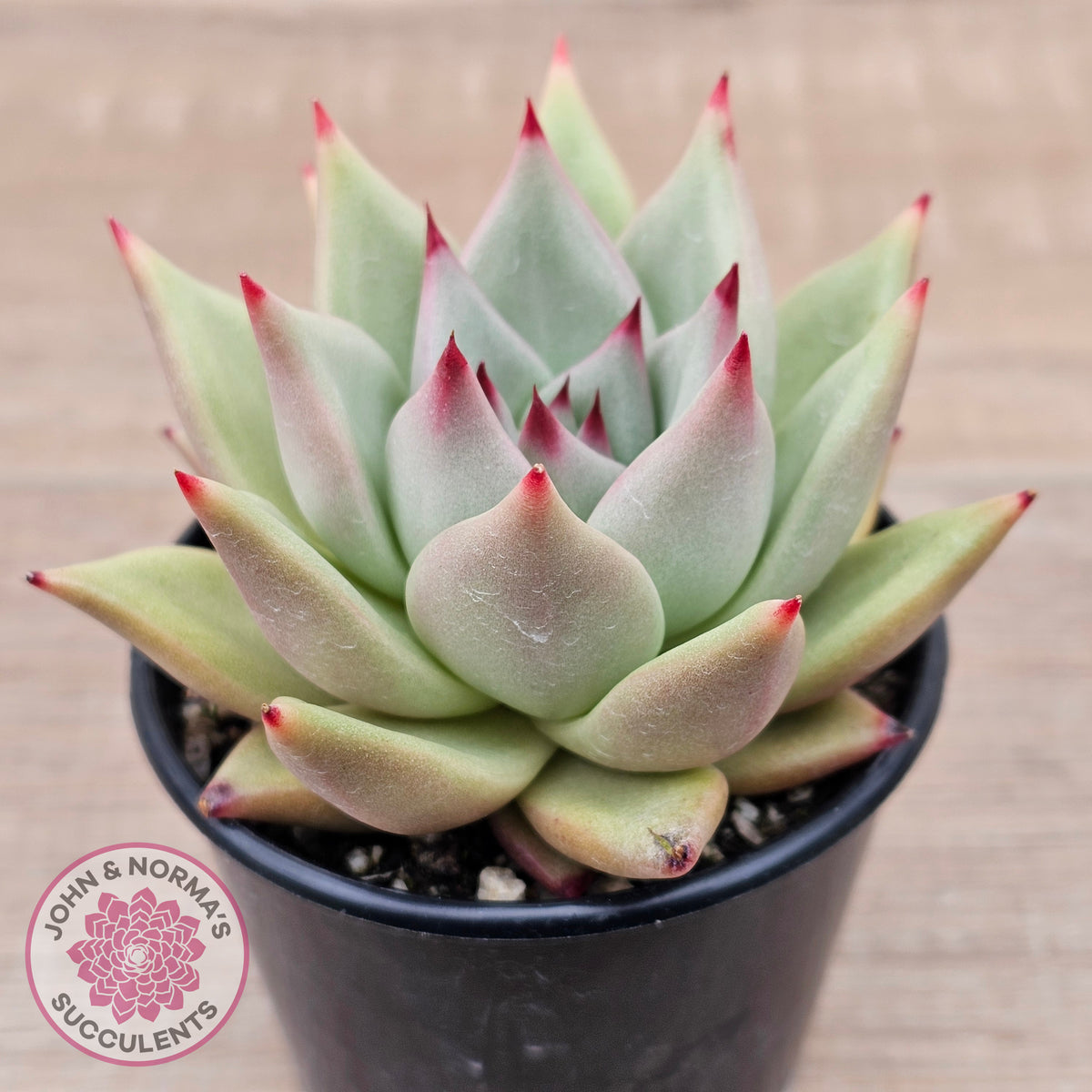 Echeveria agavoides 'Sirius'