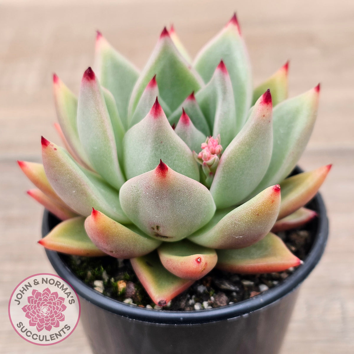Echeveria agavoides 'Sirius'