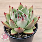 Echeveria agavoides 'Sirius'