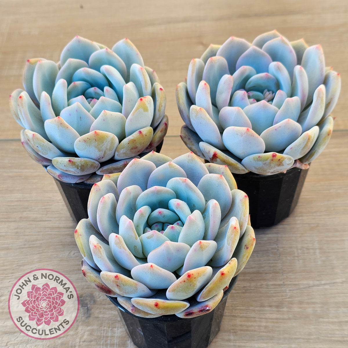 Echeveria 'Snow Angel'