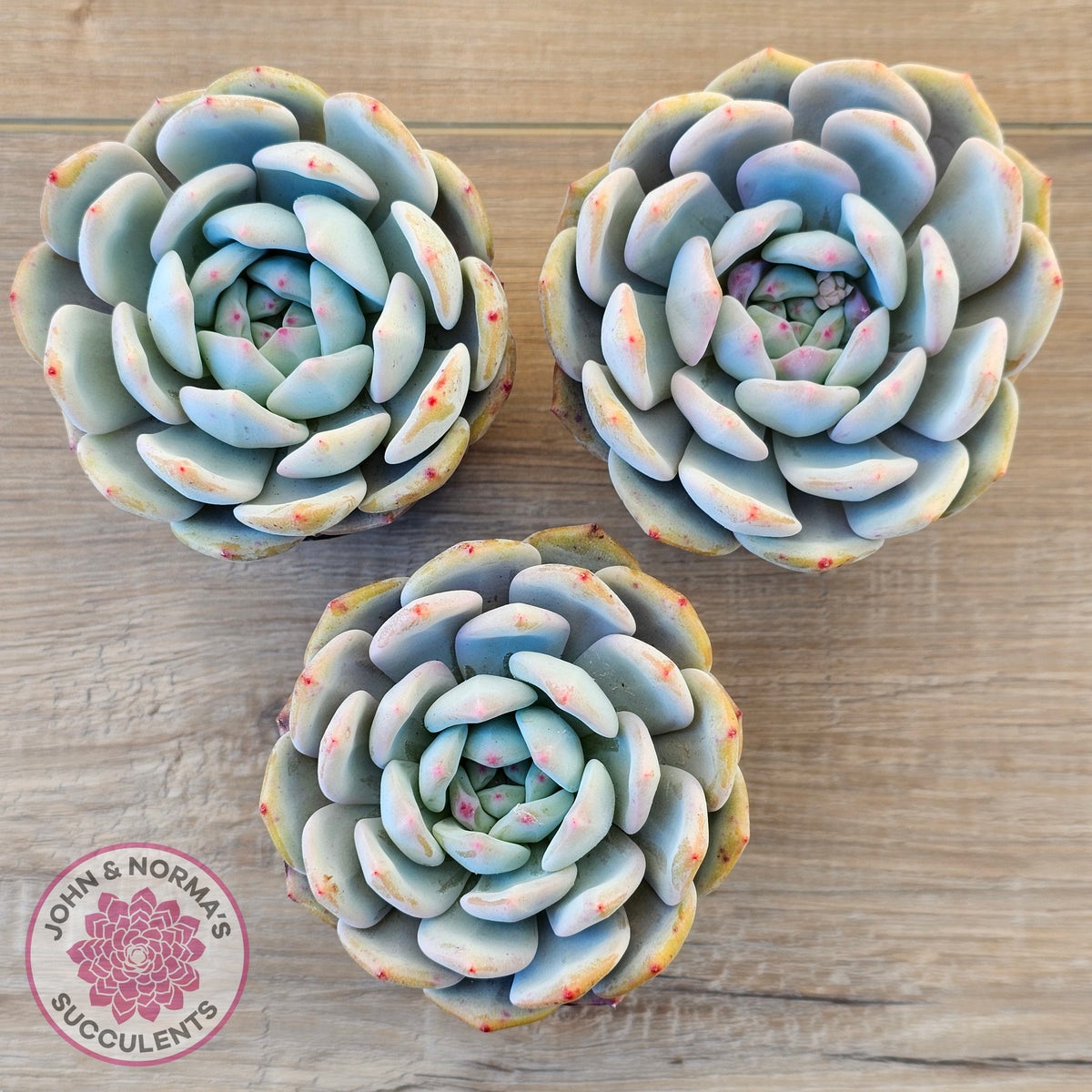 Echeveria 'Snow Angel'