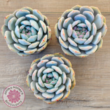 Load image into Gallery viewer, Echeveria &#39;Snow Angel&#39;
