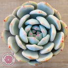 Echeveria 'Snow Angel'
