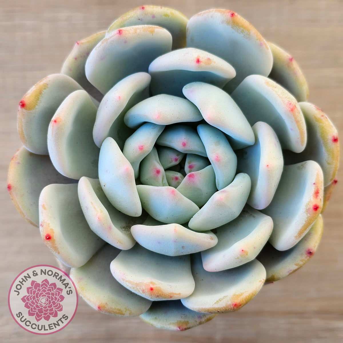 Echeveria 'Snow Angel'