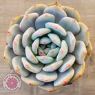 Echeveria 'Snow Angel'