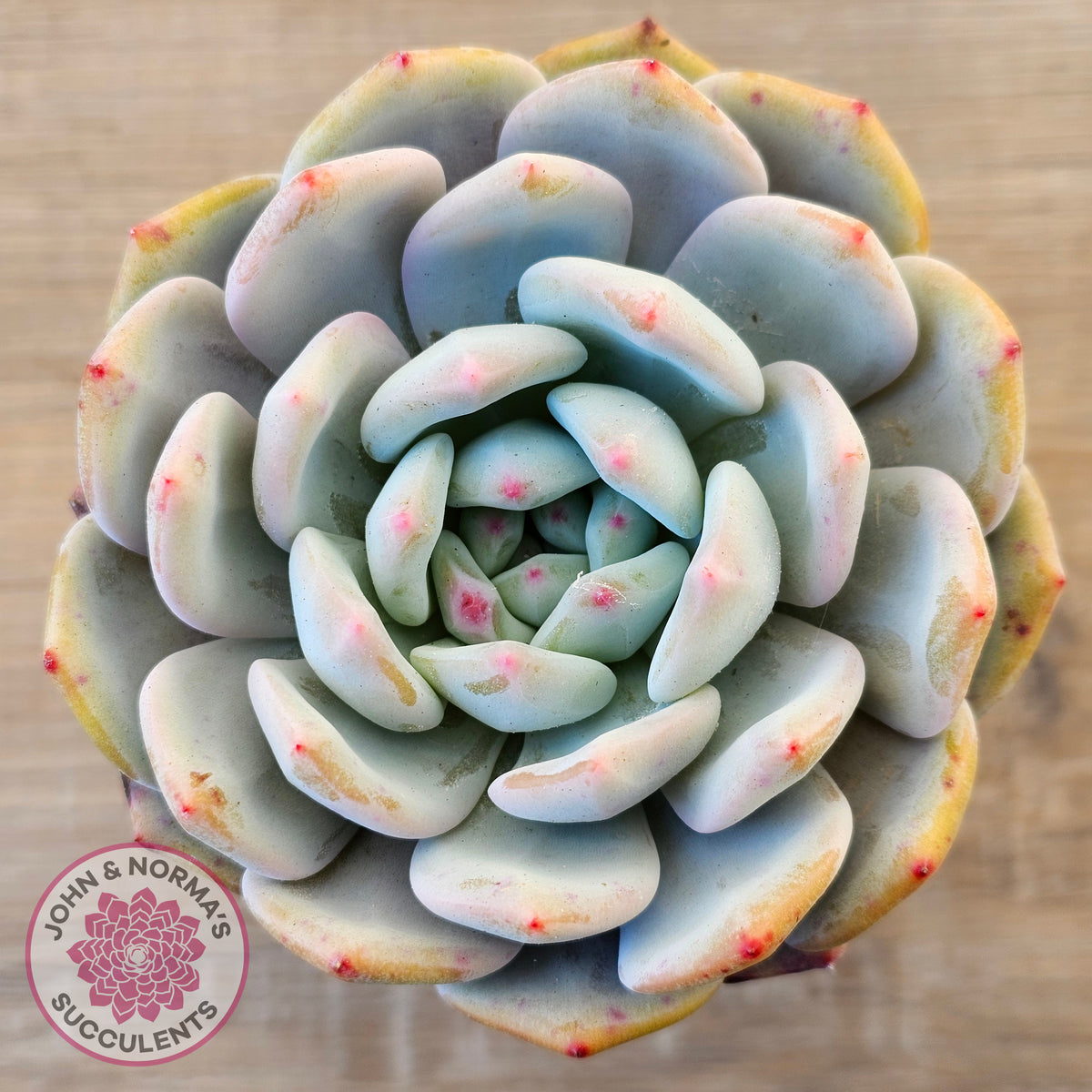 Echeveria 'Snow Angel'