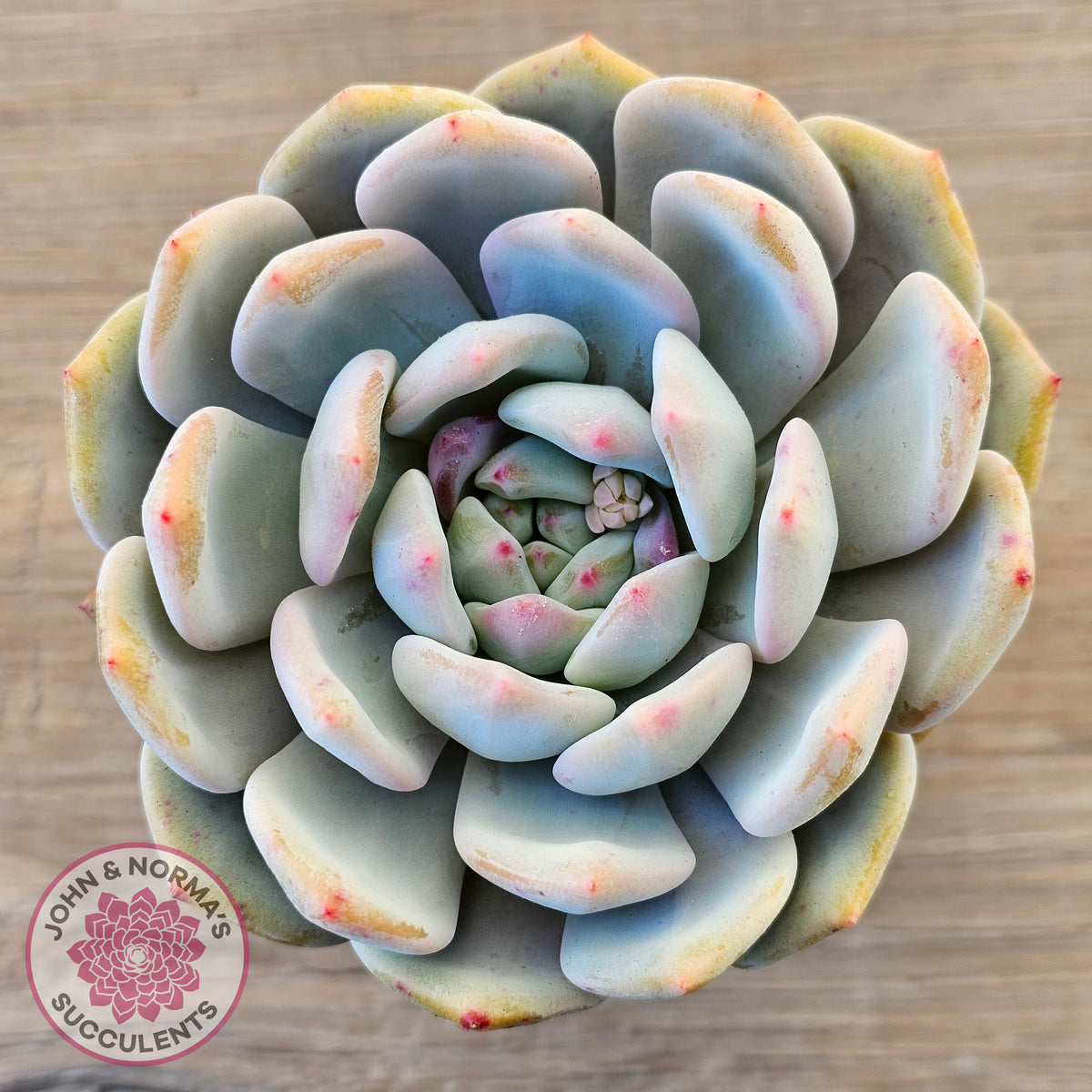 Echeveria 'Snow Angel'