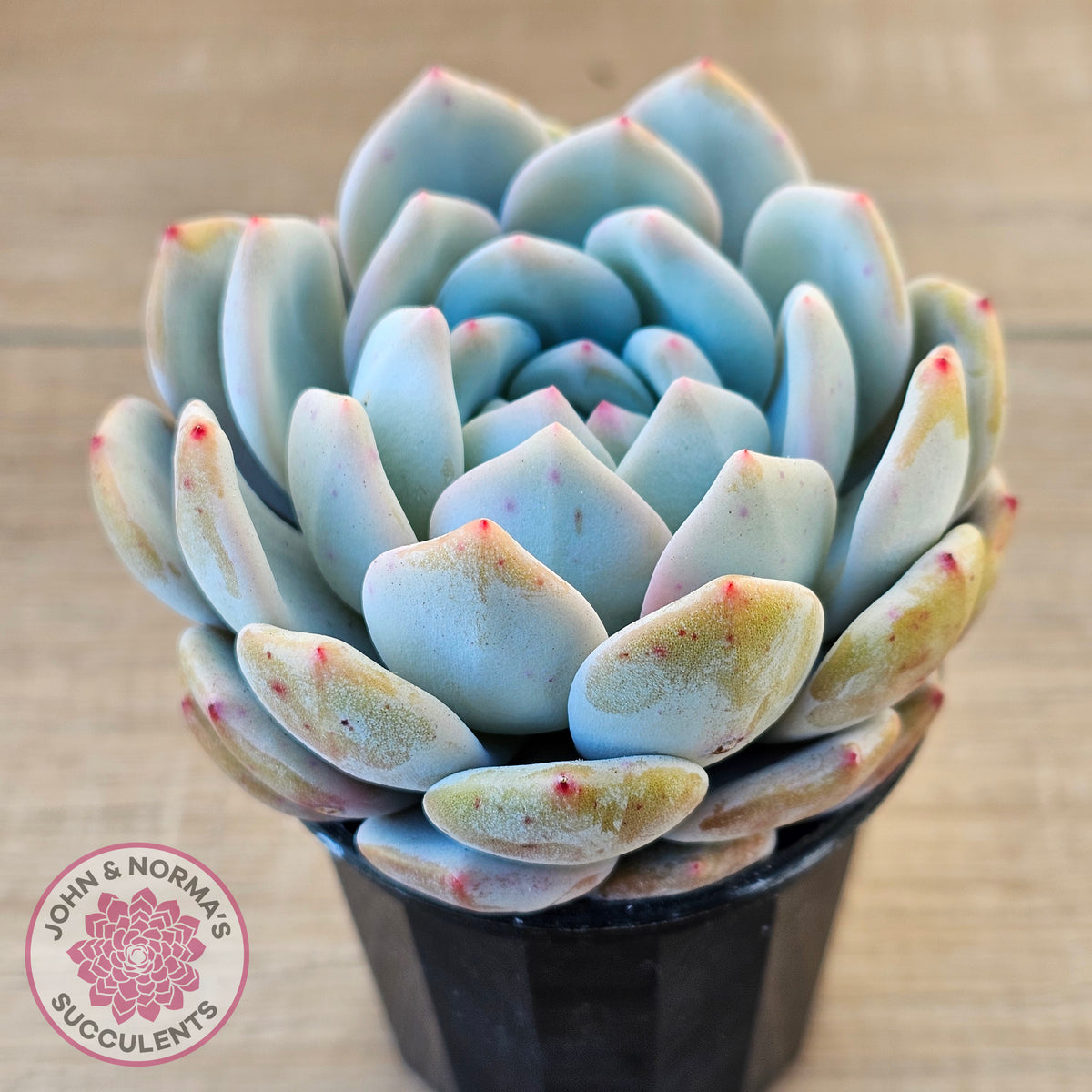 Echeveria 'Snow Angel'