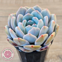 Load image into Gallery viewer, Echeveria &#39;Snow Angel&#39;
