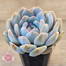 Load image into Gallery viewer, Echeveria &#39;Snow Angel&#39;
