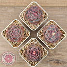 Echeveria 'Snow Monroe'