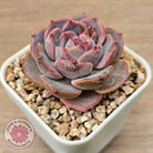 Echeveria 'Snow Monroe'
