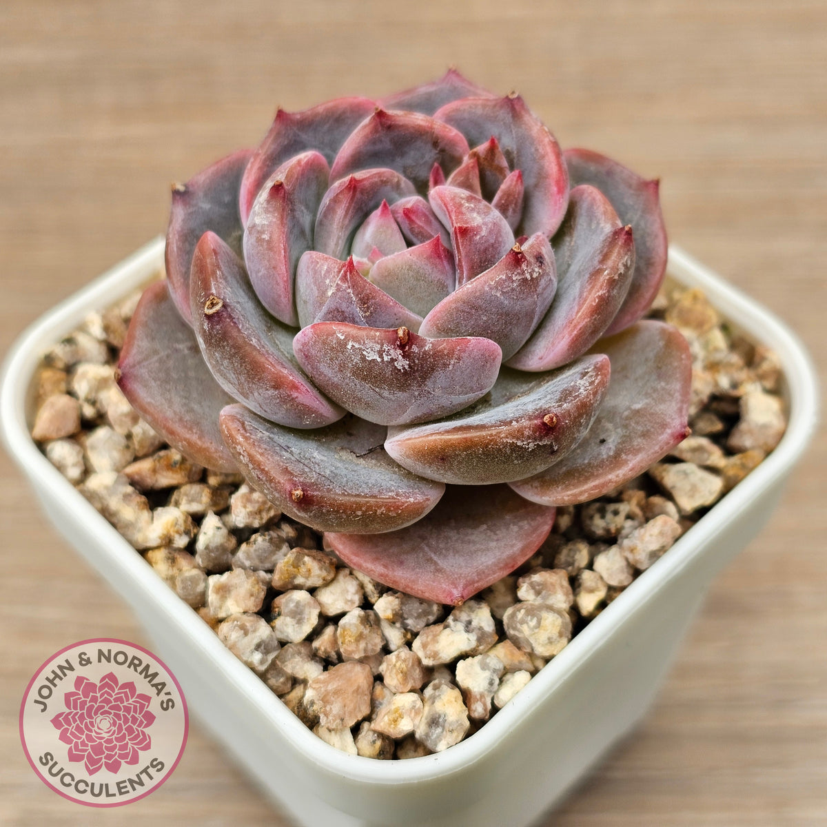 Echeveria 'Snow Monroe'