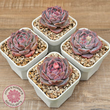 Load image into Gallery viewer, Echeveria &#39;Snow Monroe&#39;
