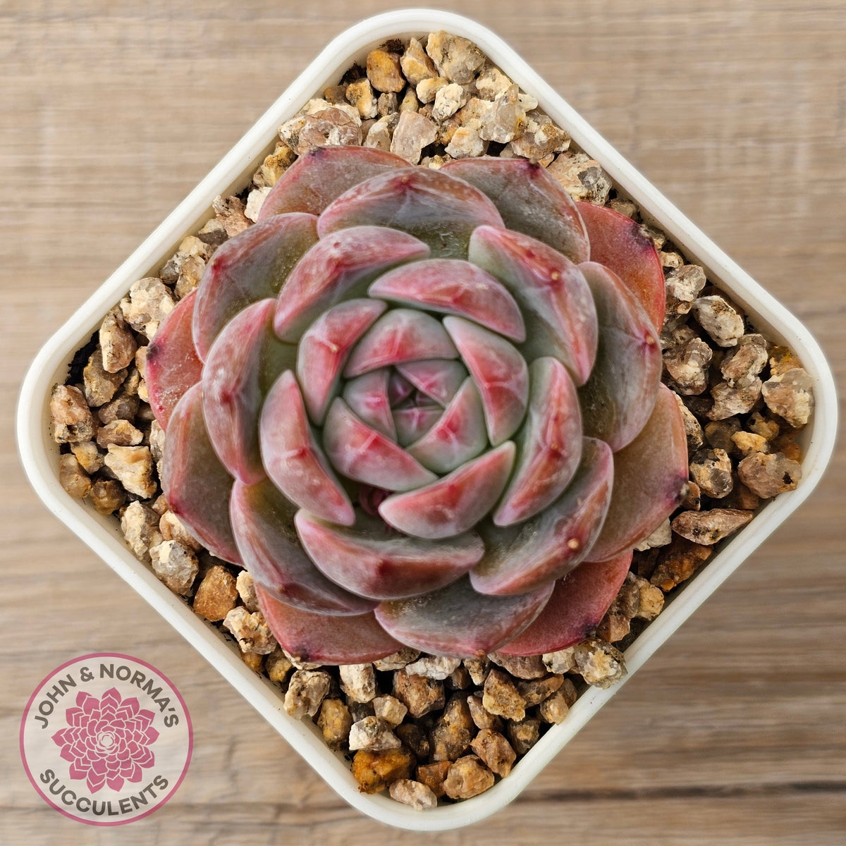 Echeveria 'Snow Monroe'