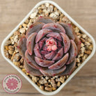 Echeveria 'Snow Monroe'