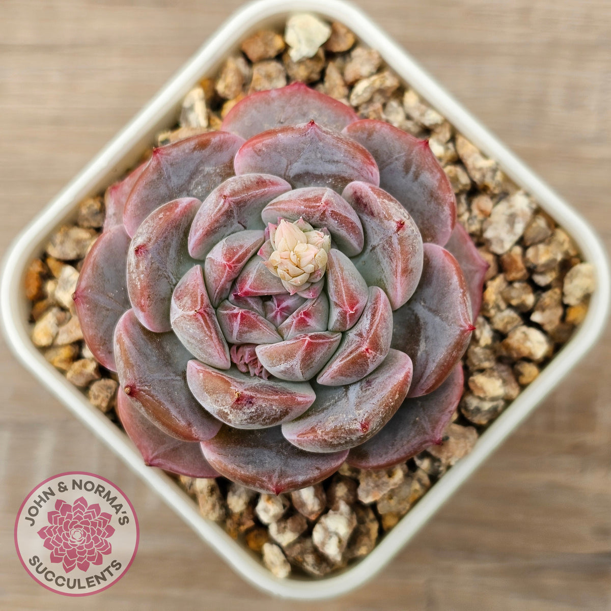Echeveria 'Snow Monroe'