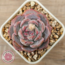 Load image into Gallery viewer, Echeveria &#39;Snow Monroe&#39;
