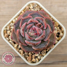 Echeveria 'Snow Monroe'