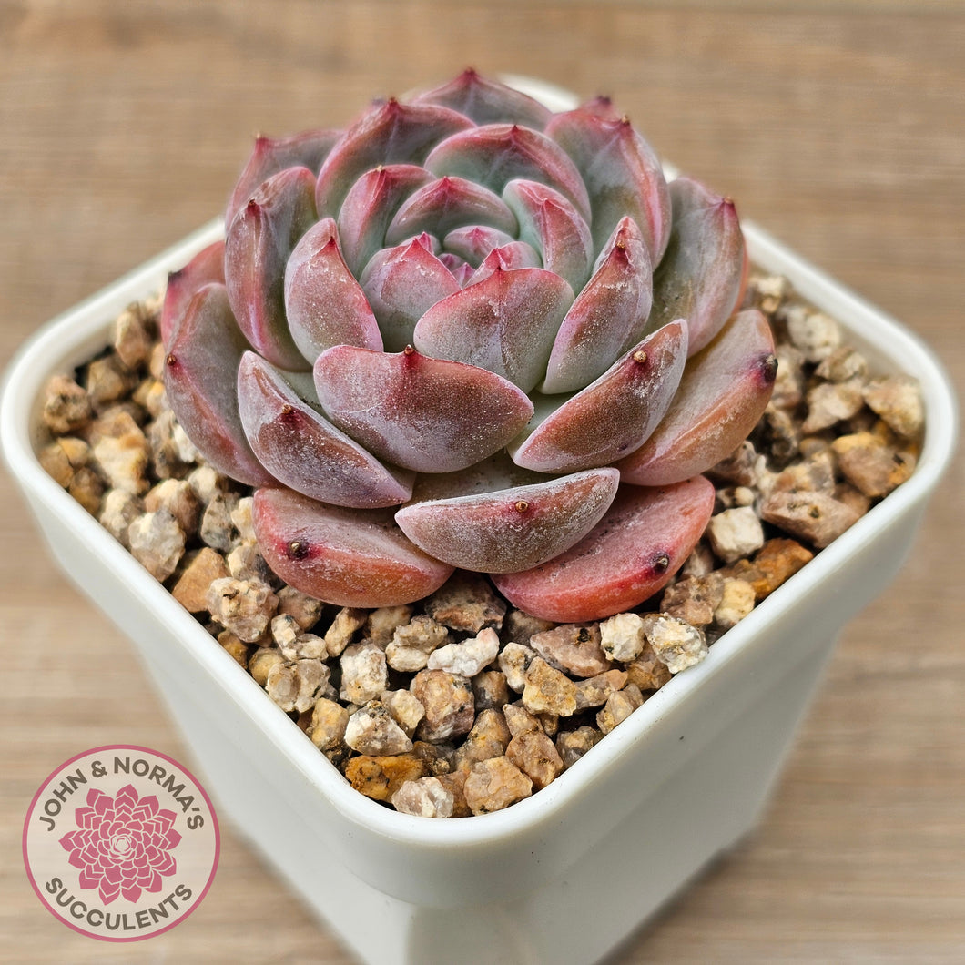 Echeveria 'Snow Monroe'