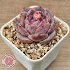 Echeveria 'Snow Monroe'