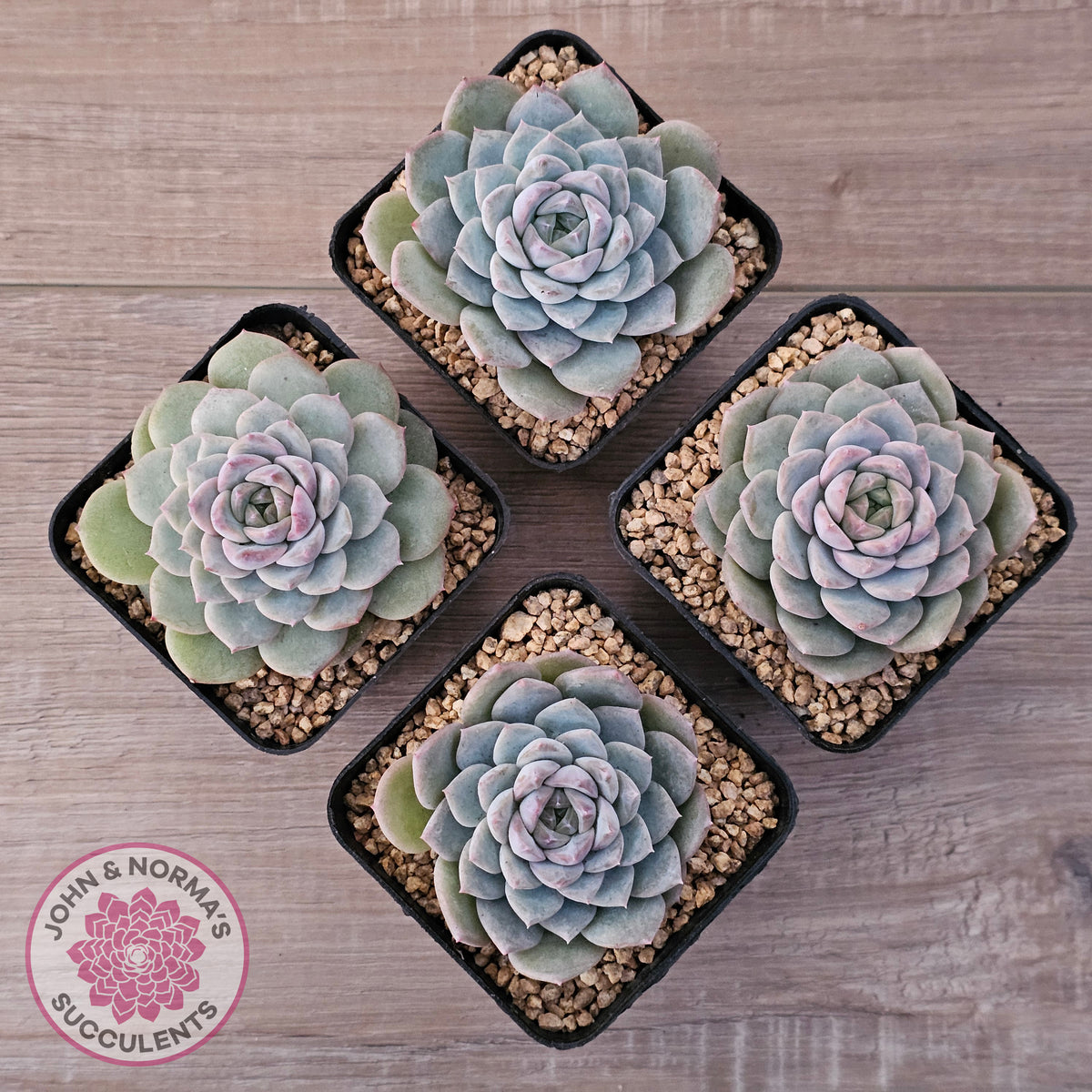 Echeveria 'Snow Pearl'