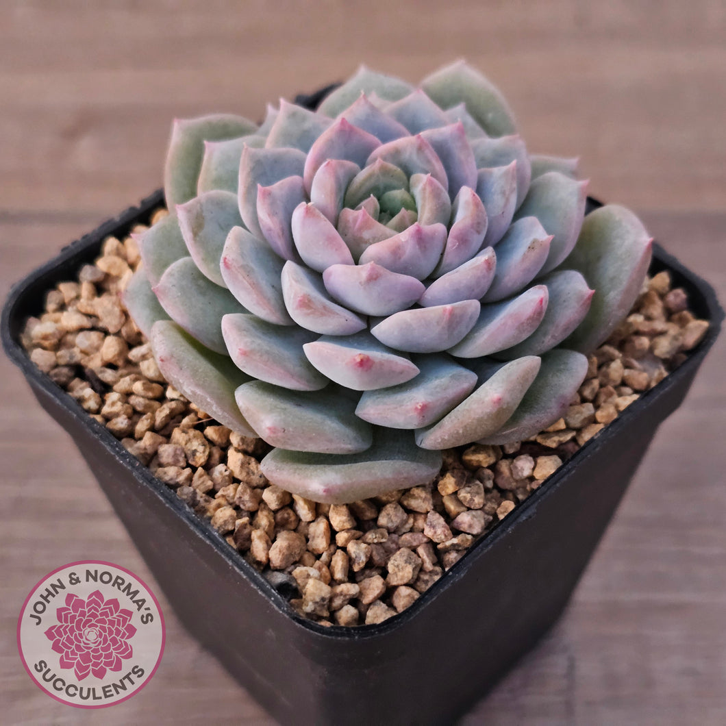 Echeveria 'Snow Pearl'