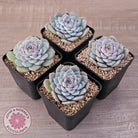 Echeveria 'Snow Pearl'