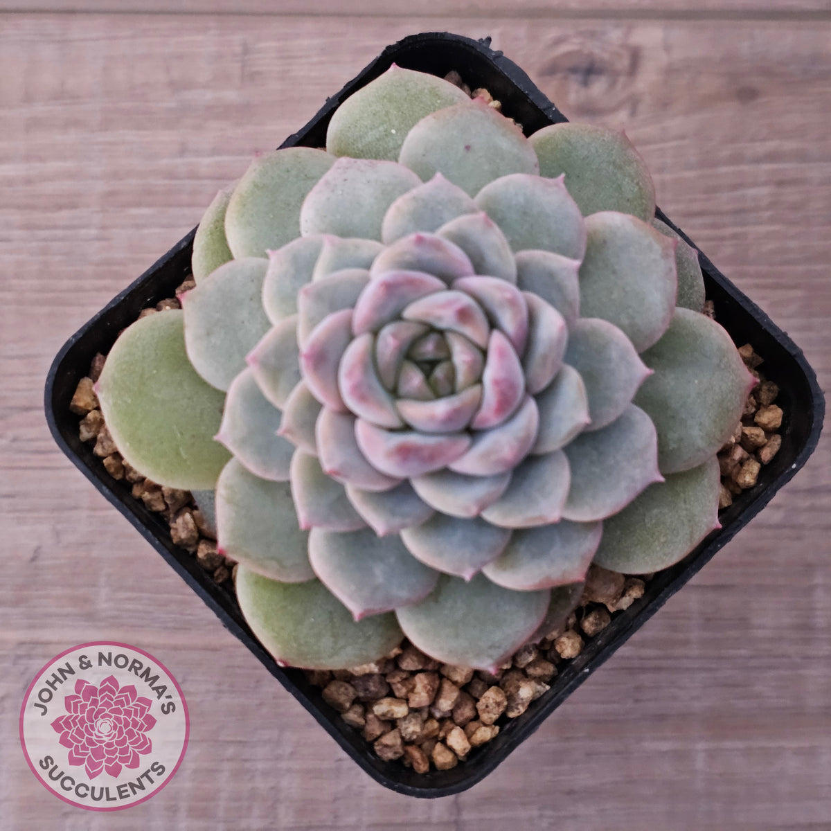 Echeveria 'Snow Pearl'