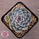 Echeveria 'Snow Pearl'