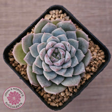 Load image into Gallery viewer, Echeveria &#39;Snow Pearl&#39;
